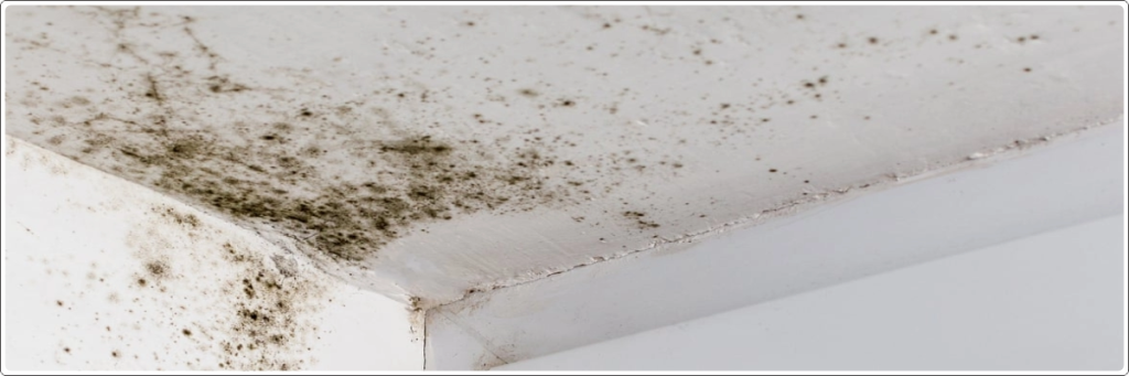Terrace Leakage Causes -mold and fungus on wall due to moisture